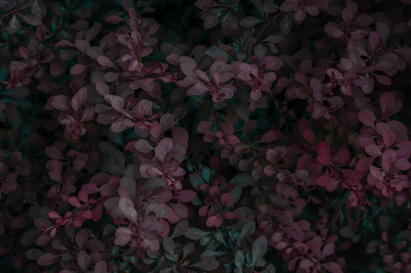 ./jpegsmall/Abstraction_DSC_04972.jpg