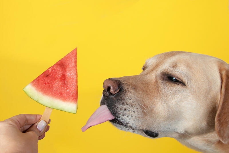 ./jpegsmall/Animals_53watermelon.jpg