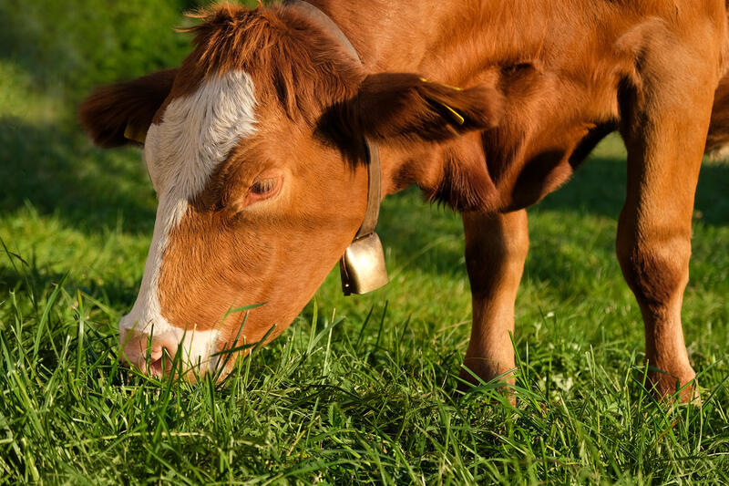 ./jpegsmall/Animals_DSCF5138.jpg