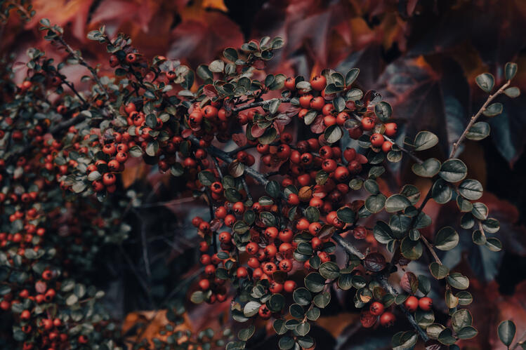 ./jpegsmall/Nature_00.jpg