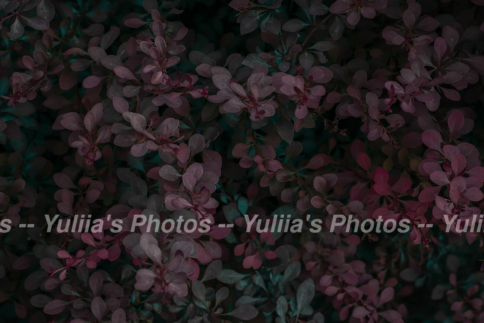 jpegwaterm/Abstraction_DSC_04972.jpg