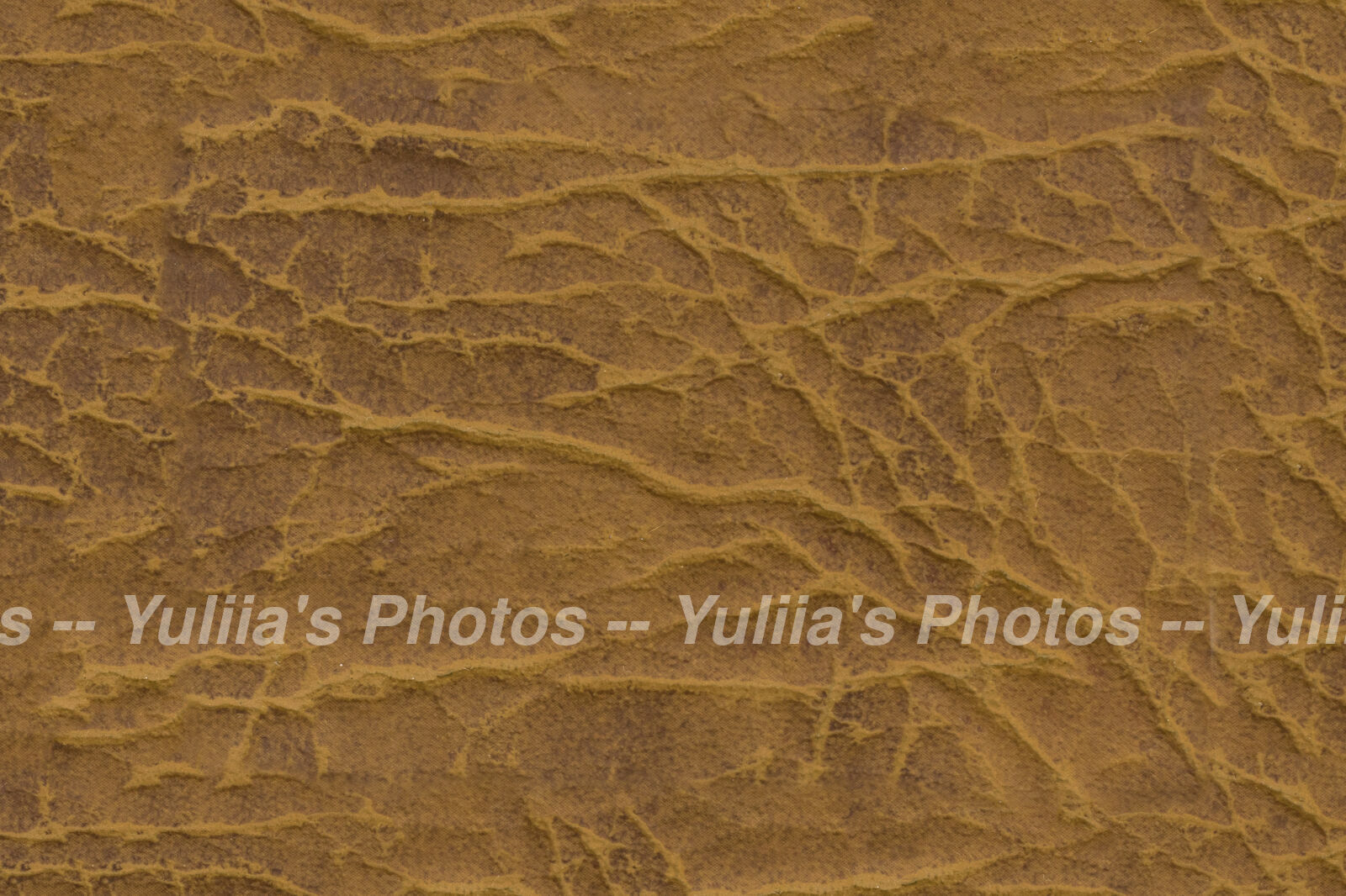 jpegwaterm/Abstraction_DSC_0592.jpg