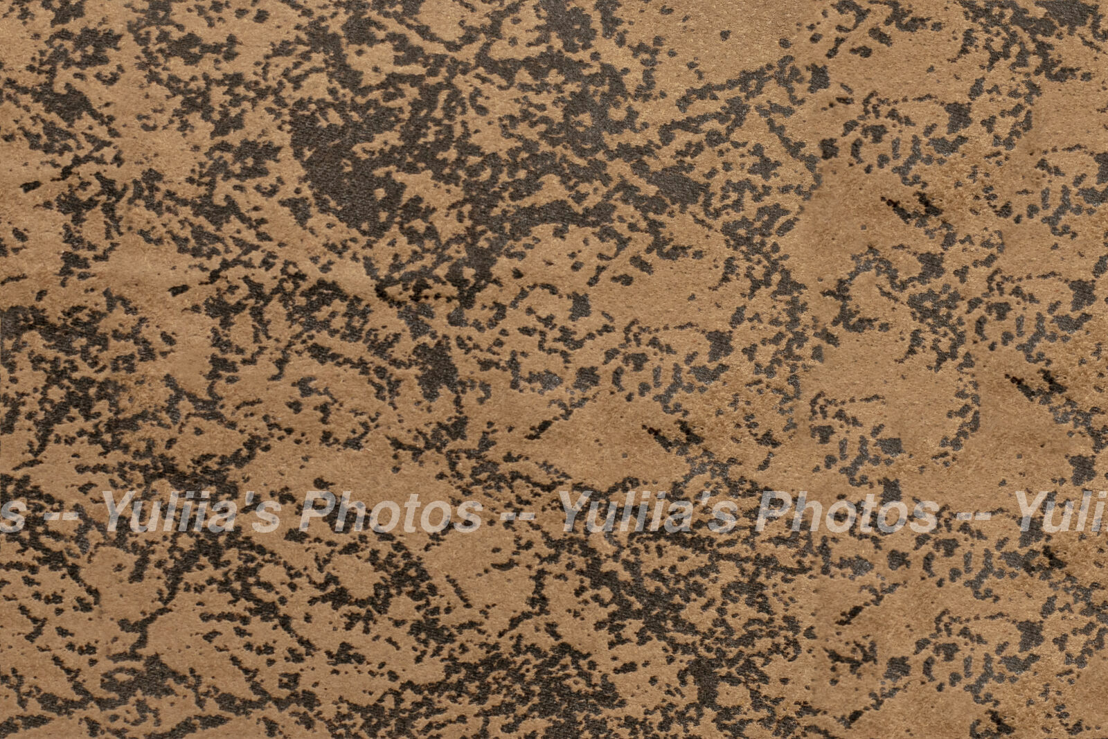 jpegwaterm/Abstraction_DSC_0616.jpg