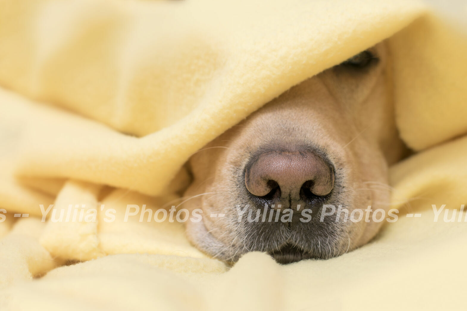 jpegwaterm/Animals_0DSC_05384.jpg