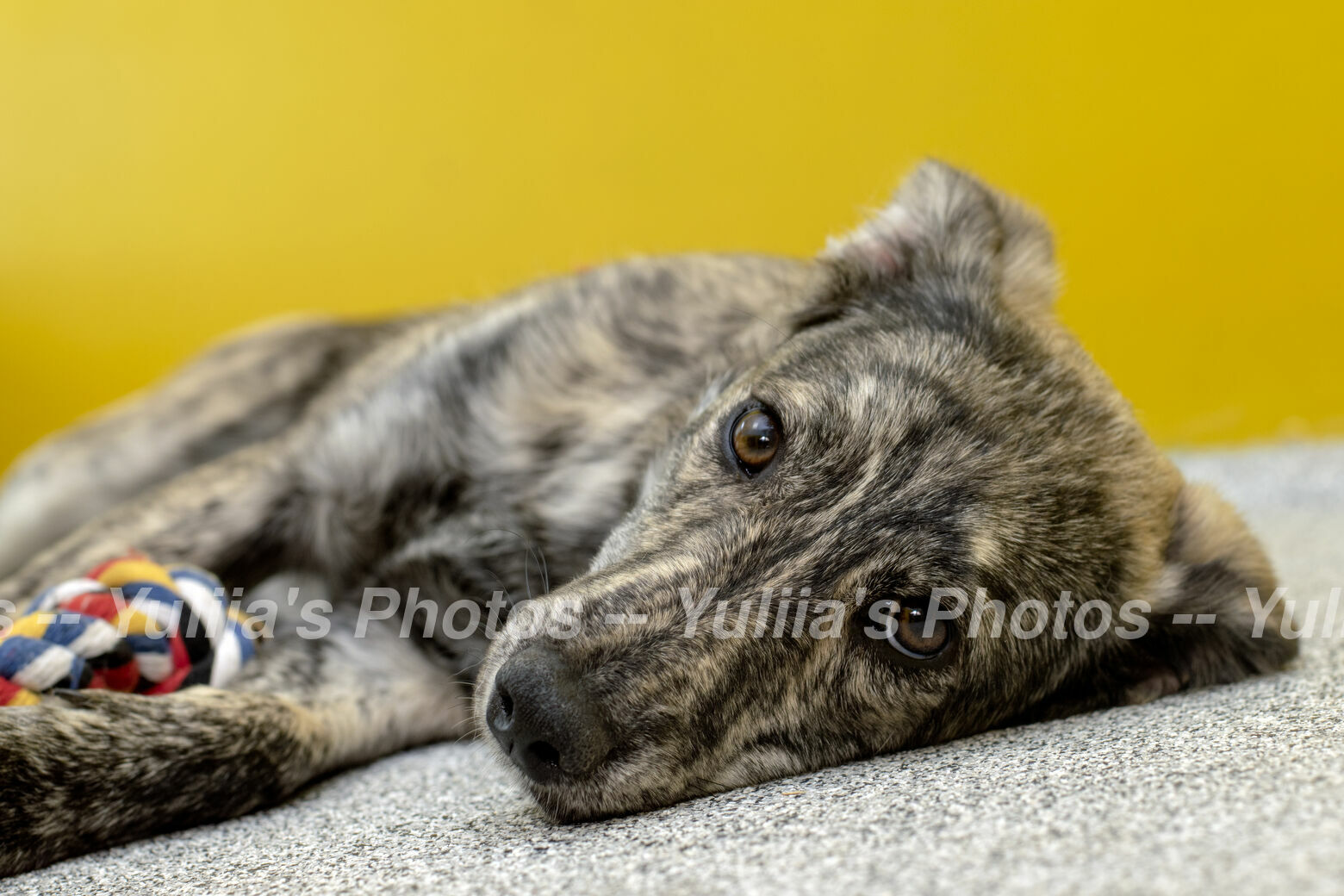 jpegwaterm/Animals_DSC_1108.jpg
